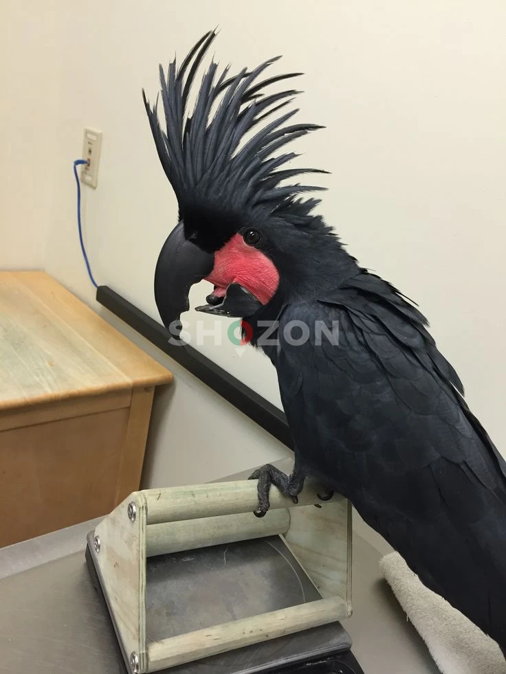 Black Palm Cockatoo Parrot for Sale – UAE