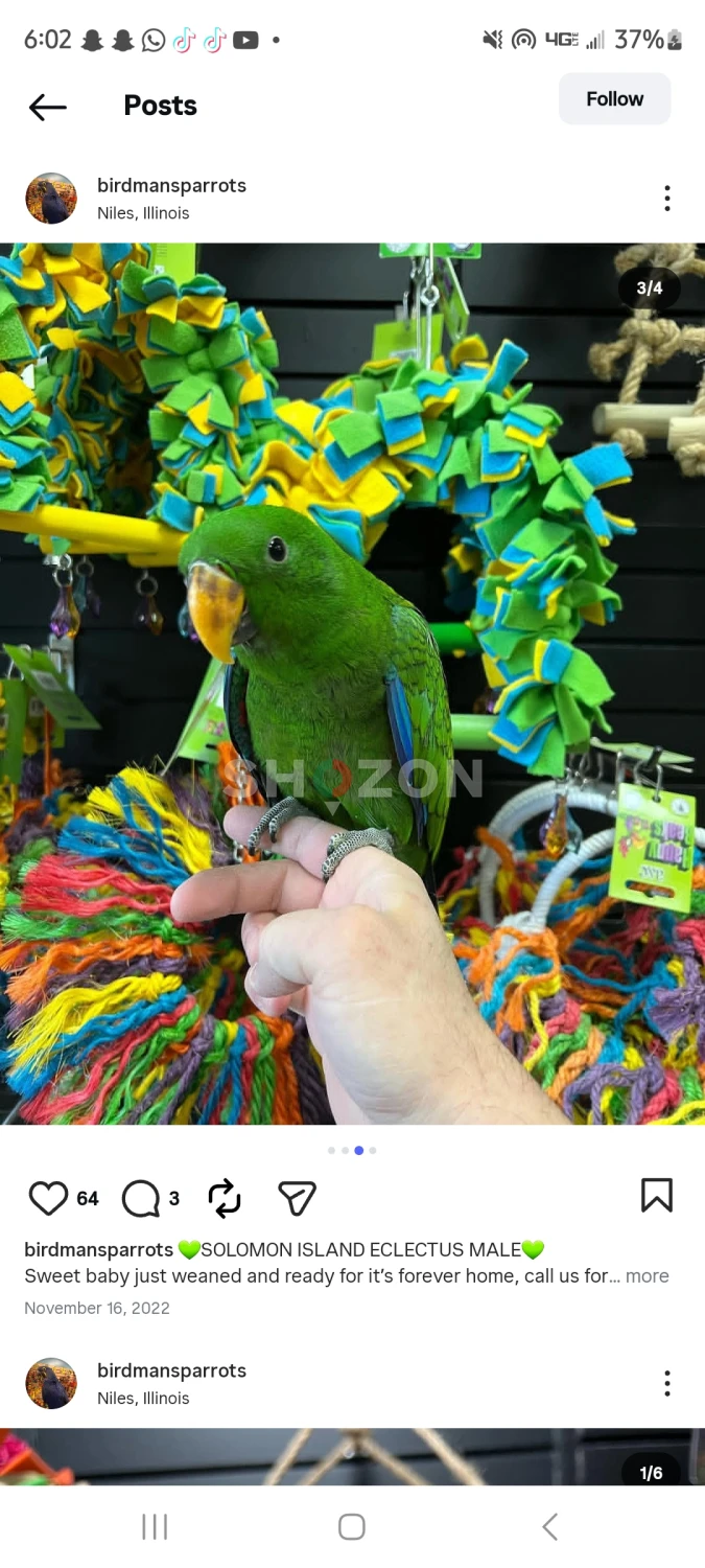 Eclectus Parrots for Adoption 🦜 – UAE