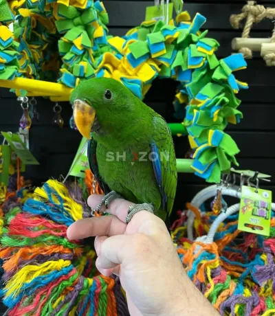 Shozon listing image