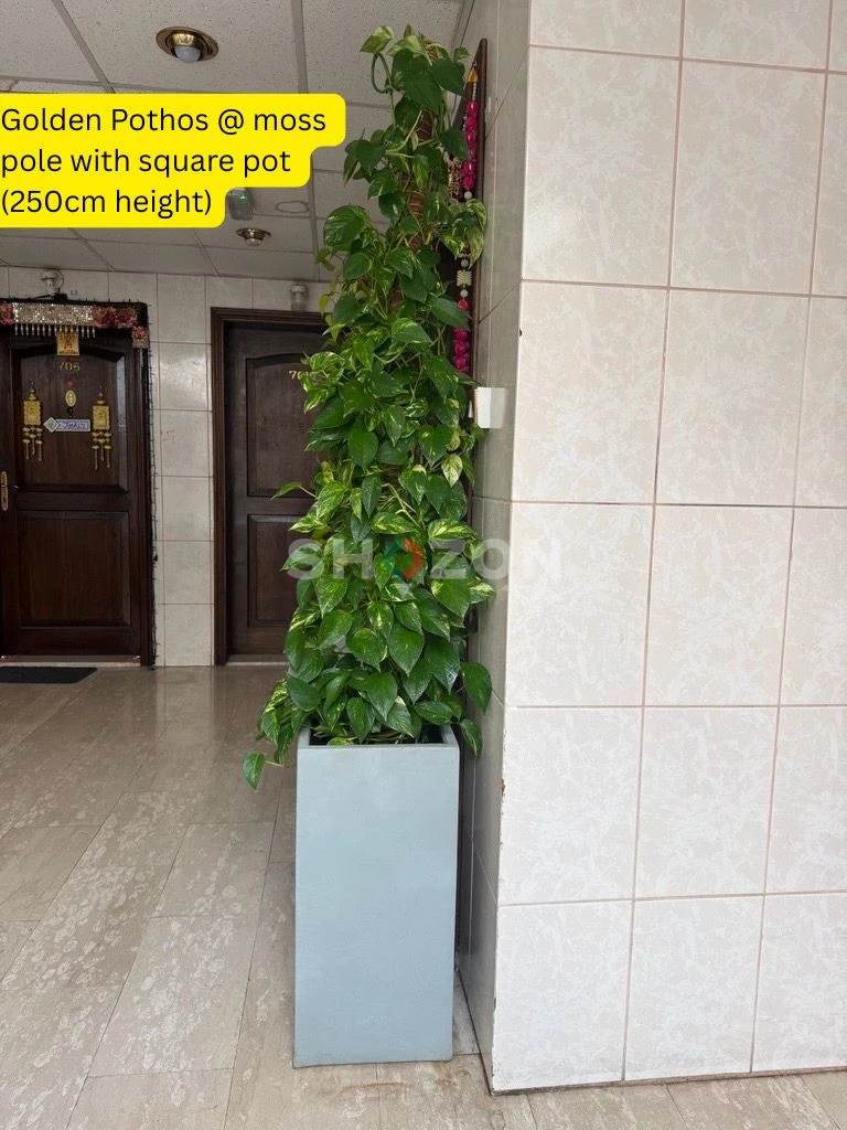 Golden Pothos @ moss pole with square pot (250cm height)