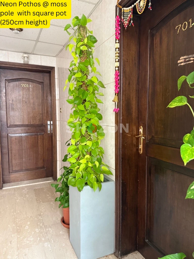 Neon Pothos @ moss pole with square pot (2.5 meter height)