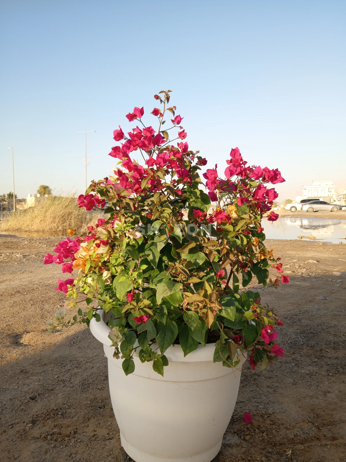 Beautiful Bougainvillea Plant – Perfect for Your Garden!