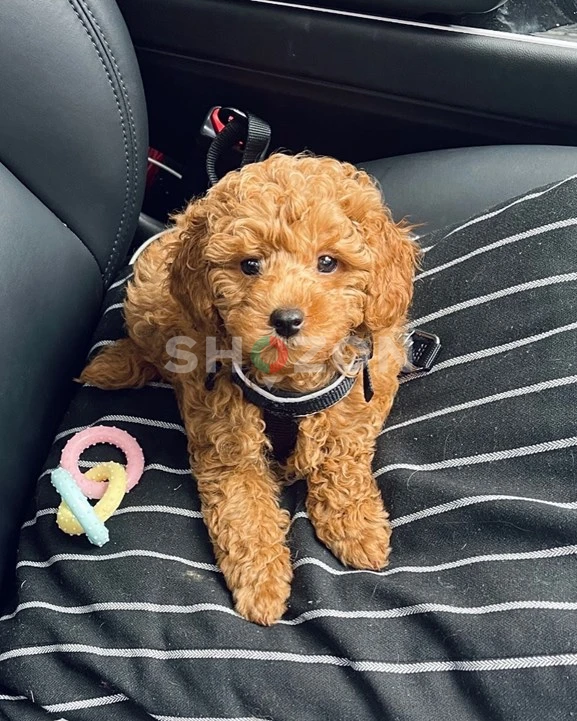 Pure breed Toy Poodle puppies for sale