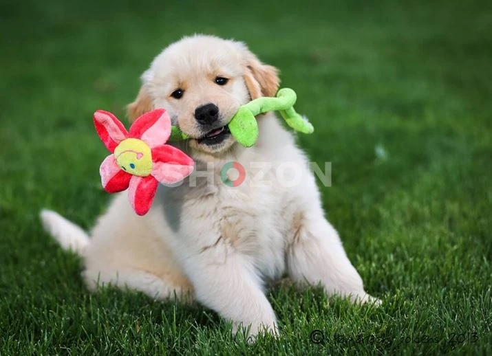 Golden Retriever Puppies for sale
