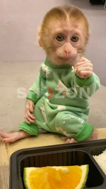 3 months Old Cappuchin Monkey for Sale