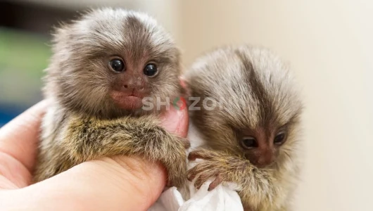 Shozon listing image