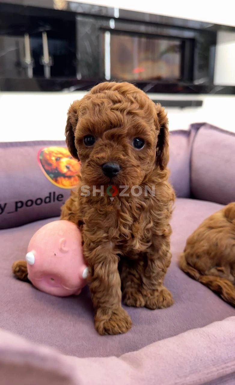 Adorable boy toy poodle