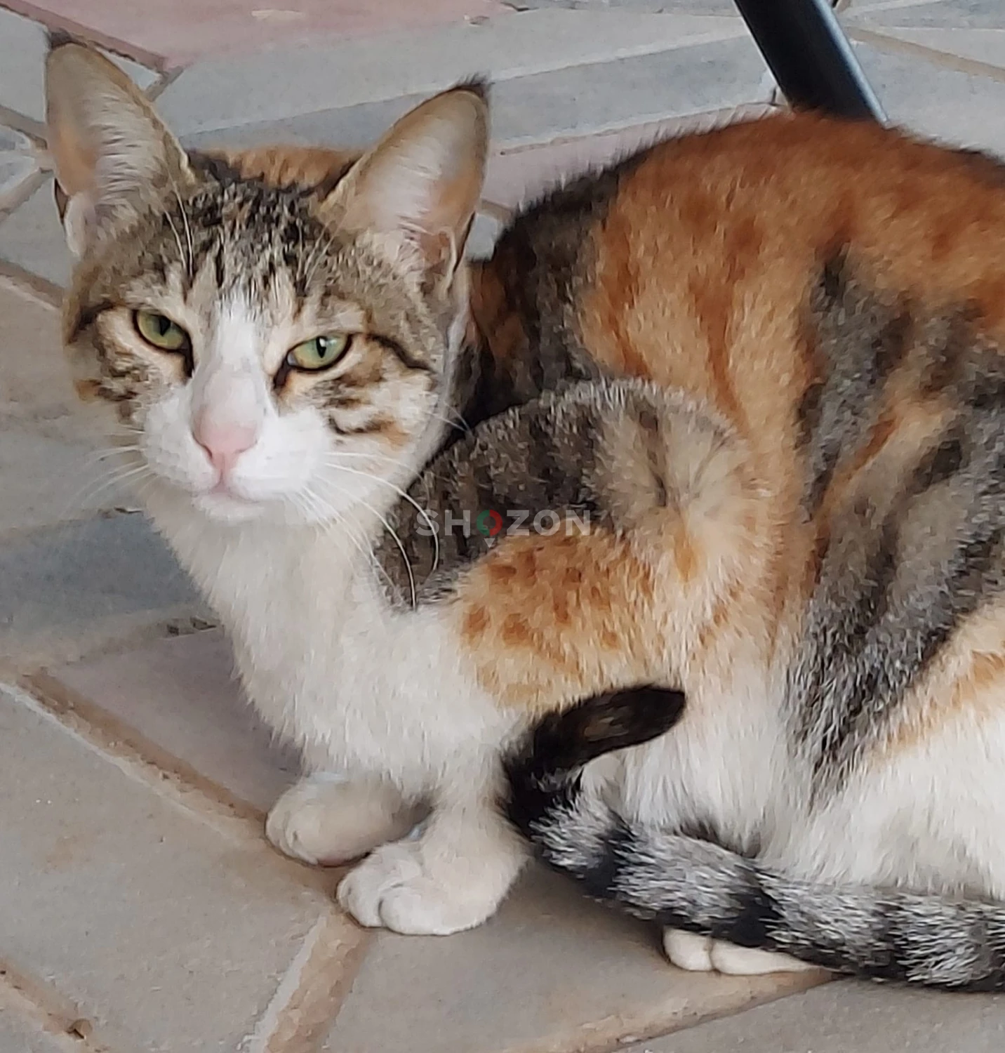 Female calico kitten