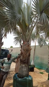 Date palm, Washingtonia,Bismarkia, Coconut 