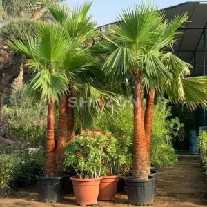 Date palm, Washingtonia,Bismarkia, Coconut 