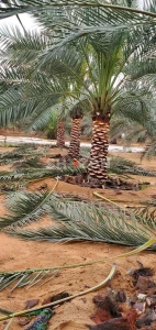 Date palm, Washingtonia,Bismarkia, Coconut 