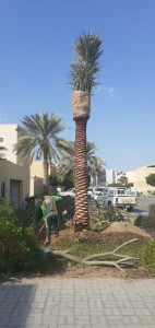 Date palm, Washingtonia,Bismarkia, Coconut 