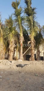 Date palm, Washingtonia,Bismarkia, Coconut 