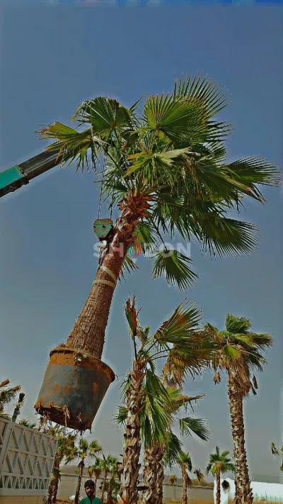 Washingtonia Palm