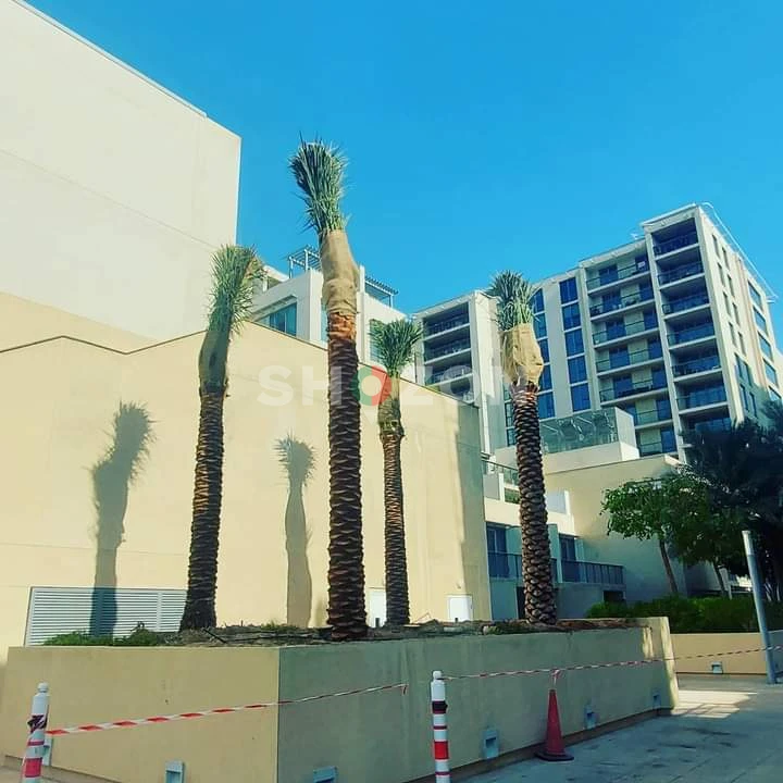 Date Palm For Sale