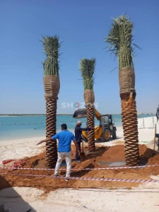 Date Palm For Sale