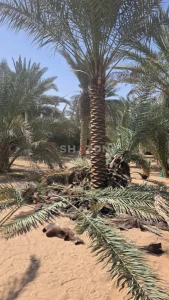 Date Palm For Sale