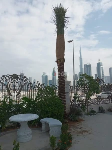 Date Palm For Sale