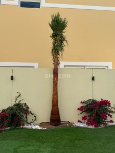 Washingtonia Palm 