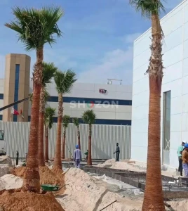 Washingtonia Palm 