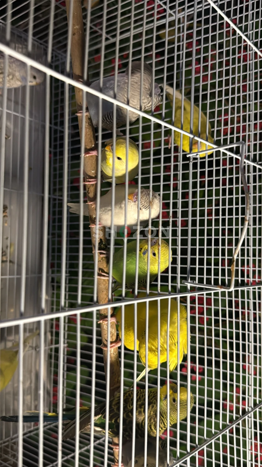 budgies 