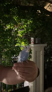 budgies 