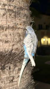 budgies 
