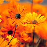 Shozon Avatar Image