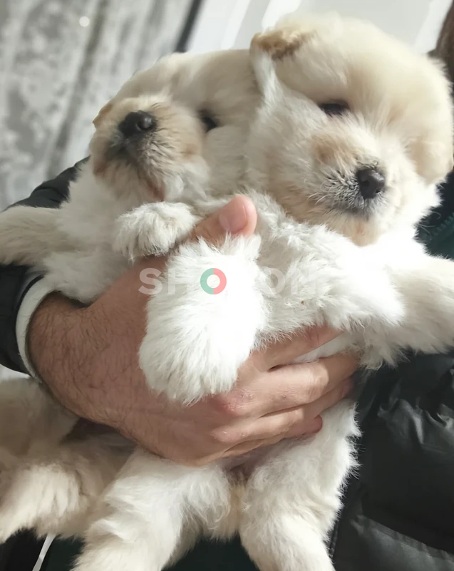 Fluffy Chow chows Available