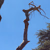 Shozon Avatar Image