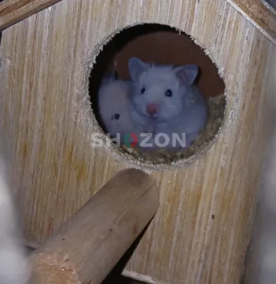 Shozon listing image