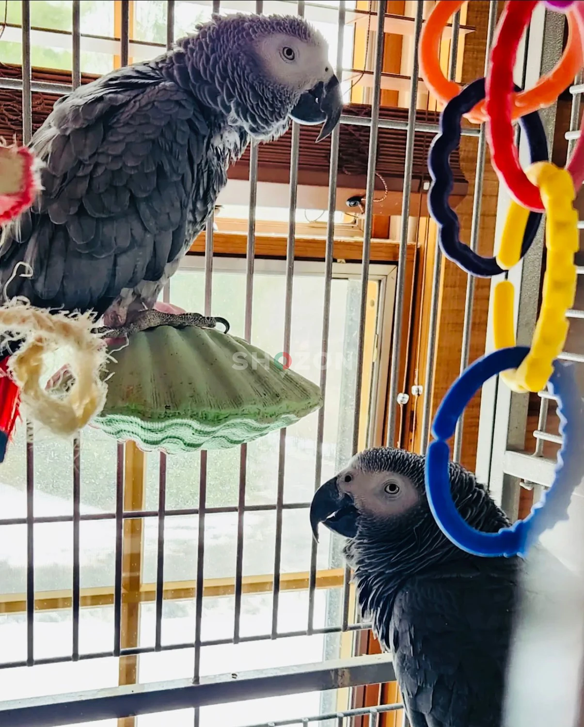 female & male African Grey Parrots