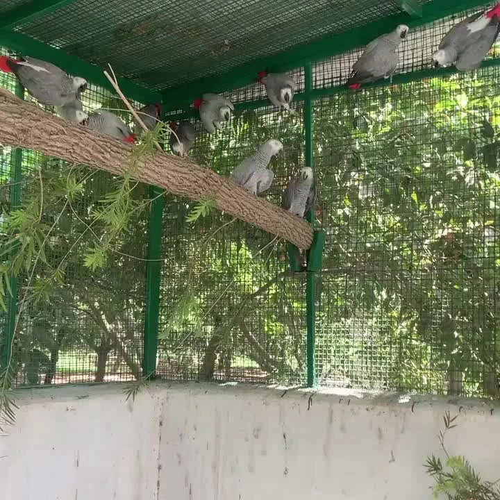 female & male African Grey Parrots
