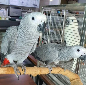 female & male African Grey Parrots