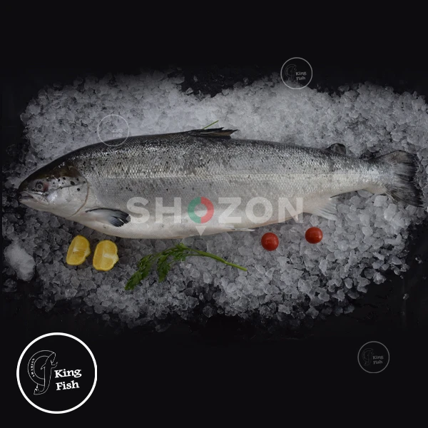 Fresh Seafood Store Dubai | FishandGo