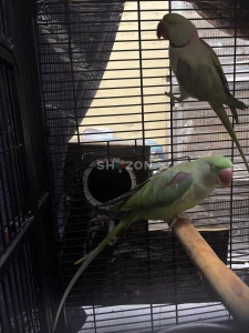 Alexandrine breeding  Pair