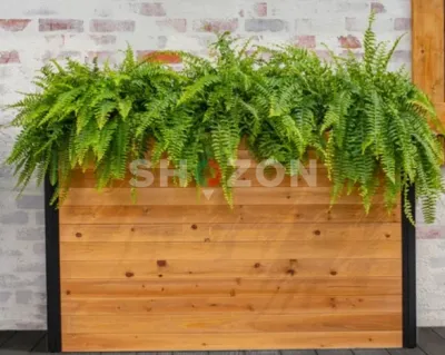 Shozon listing image