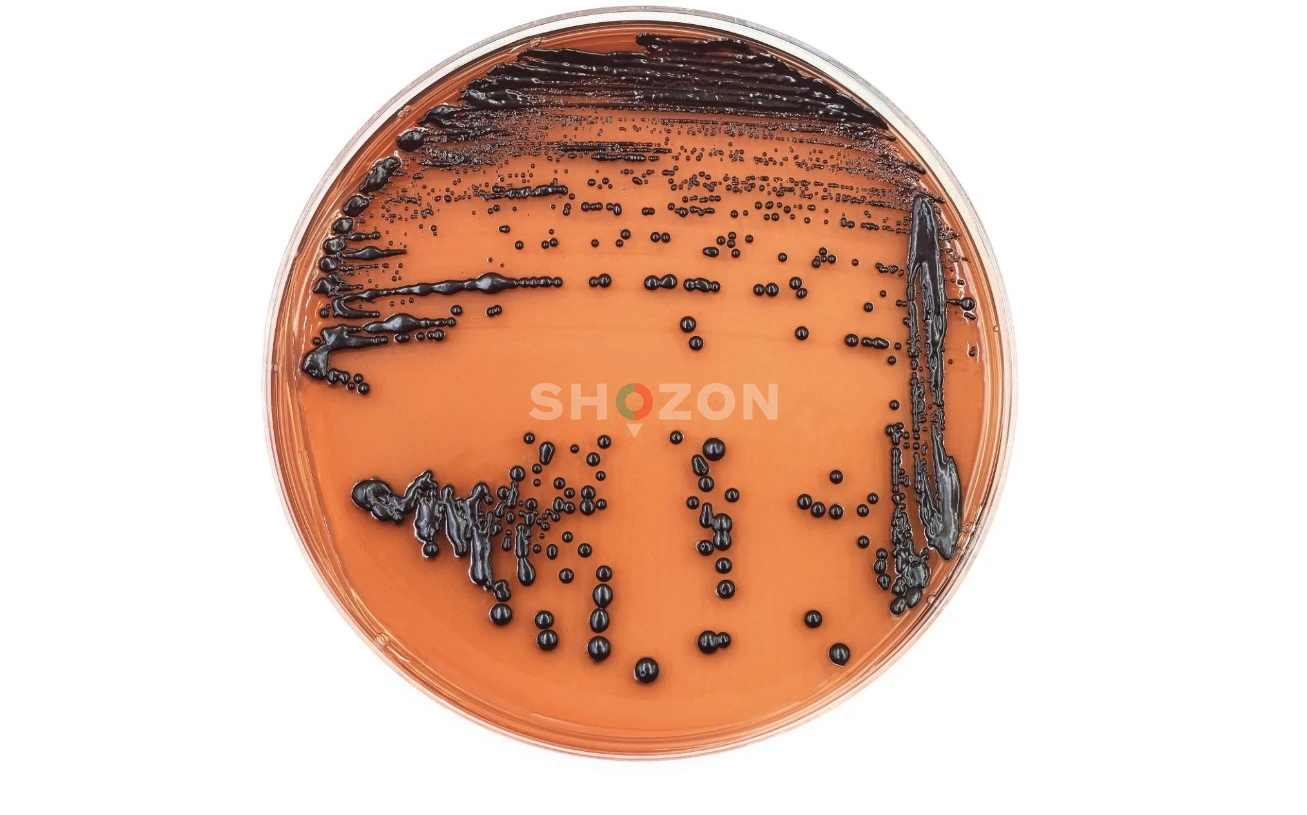 Laboratory Technician