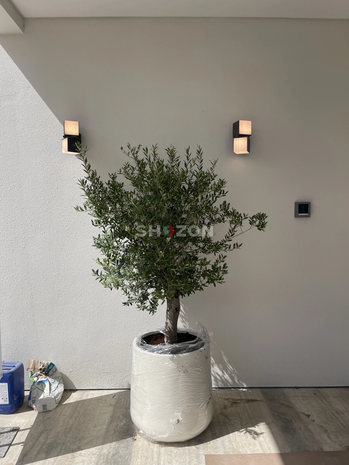 Olive Tree