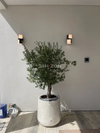 Shozon listing image