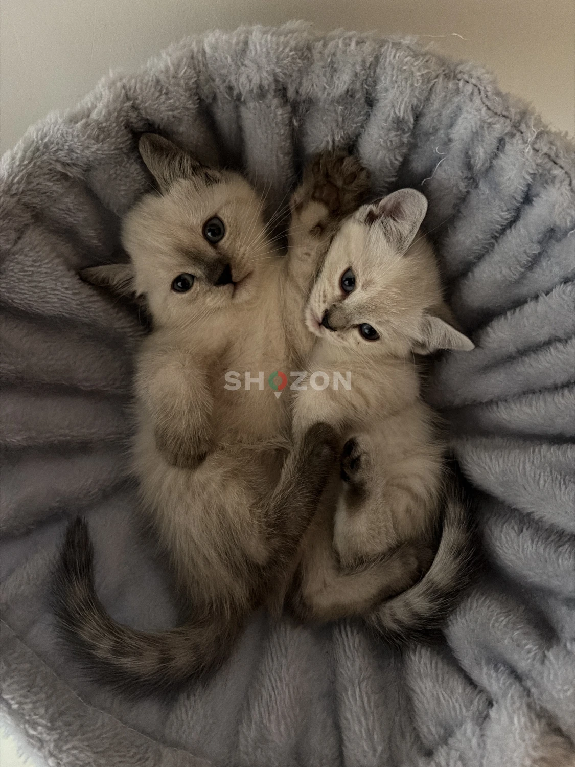 Adorable Kittens – Ready for a Loving Home!