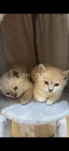 Adorable Kittens – Ready for a Loving Home!