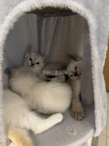 Adorable Kittens – Ready for a Loving Home!