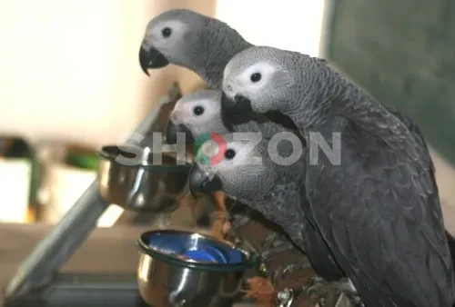 Healthy and Hand-Raised African Grey Parrots Available in UAE