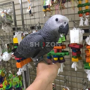 Healthy and Hand-Raised African Grey Parrots Available in UAE