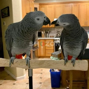 Healthy and Hand-Raised African Grey Parrots Available in UAE