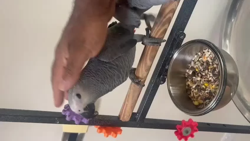 Healthy and Hand-Raised African Grey Parrots Available in UAE