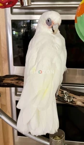 Beautiful Bare Eyed Cockatoo Parrots Available in UAE
