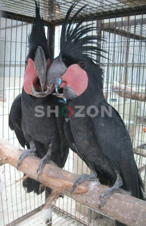 Stunning Black Palm Cockatoo Parrots Available in UAE 
