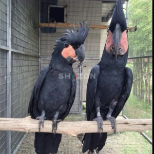 Stunning Black Palm Cockatoo Parrots Available in UAE 